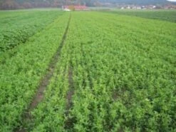 Alexandrinerklee Gründüngung 1kg