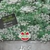 Anis Pimpinella Anisum