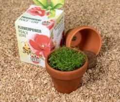 Sperli Anzuchtset Inkl. Tontopf, Substrat & Mohn Blumensamen