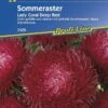 Astern Lady Coral Deep Red, Tiefrote Blüten Mit Durchmesser Von 8 Bis 12 Cm, Gute Schnittblume