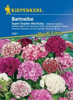 Bartnelke Duplika®, Beliebte Bauerngartenblumen, Intensives Angenehmes Nelkenaroma, Gute Schnittblume