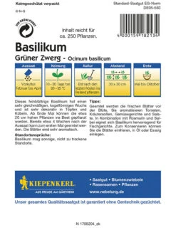 Basilikum Grüner Zwerg, Kleinblättriges Topfbasilikum Mit Buschigem Kugeligem Wuchs