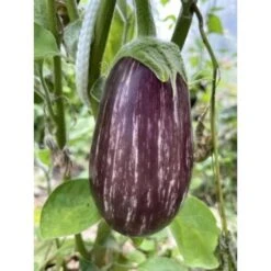 AubergineTsakoniki Für Gewächshaus Samenfest & Bio