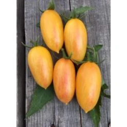 Flaschenomate Artisan Blush Tiger - BIO-Tomatensorte Samenfest