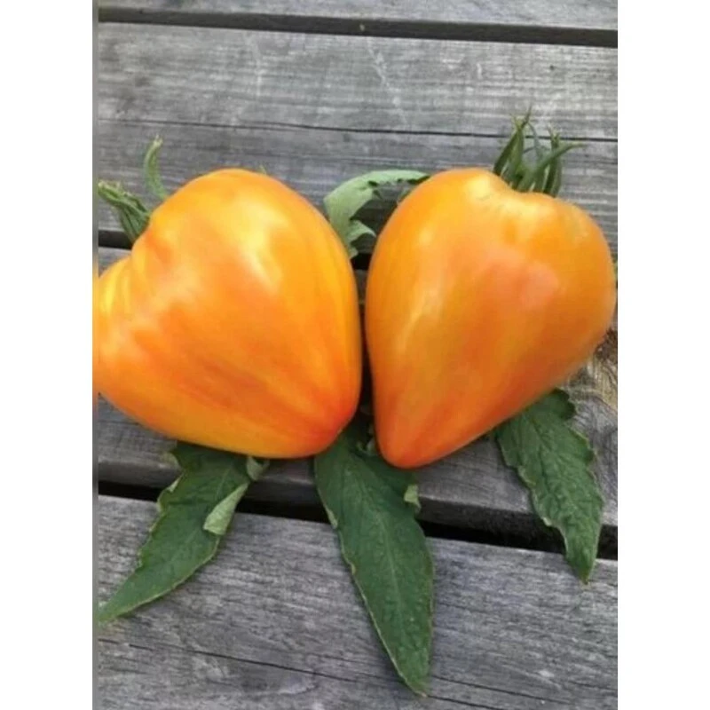 Stabtomate Striped Oxheart - BIO-Tomatensorte Samenfest