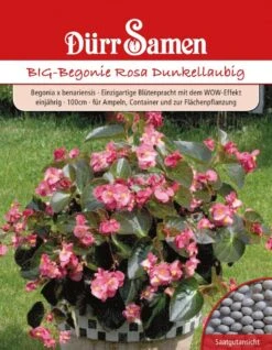 Benarys BIG-Begonie Rosa Dunkellaubig