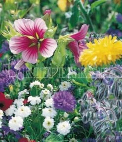 Bienenfutterpflanzen Einjährig 1kg