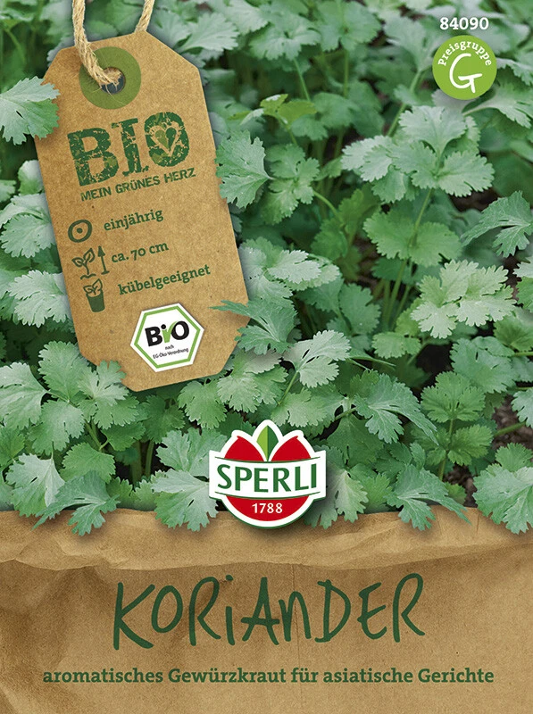 BIO Koriander Coriandrum Sativum – Bild 2
