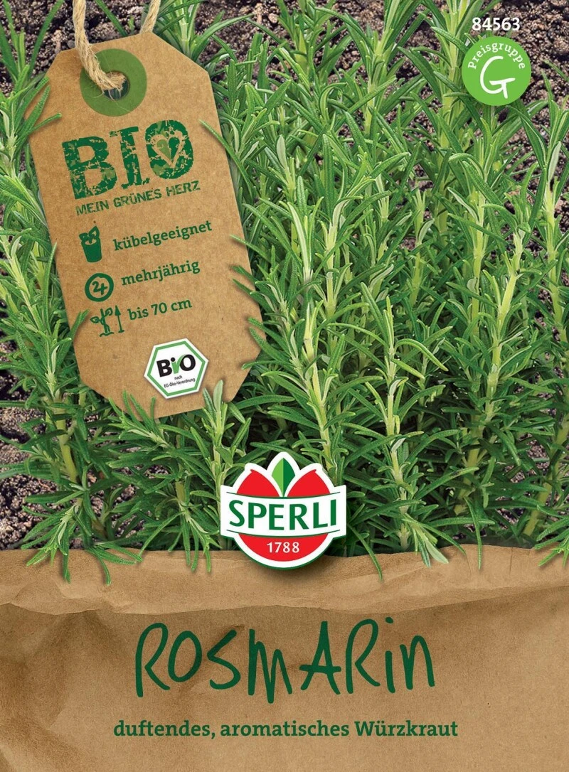 BIO Rosmarin, Intensiv Duftendes Immergrünes Würzkraut – Bild 3