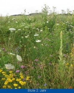 Blühende Landschaft Mehrjährig 1kg