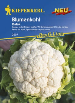 Blumenkohl Ballak