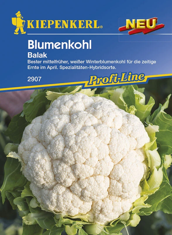 Blumenkohl Ballak