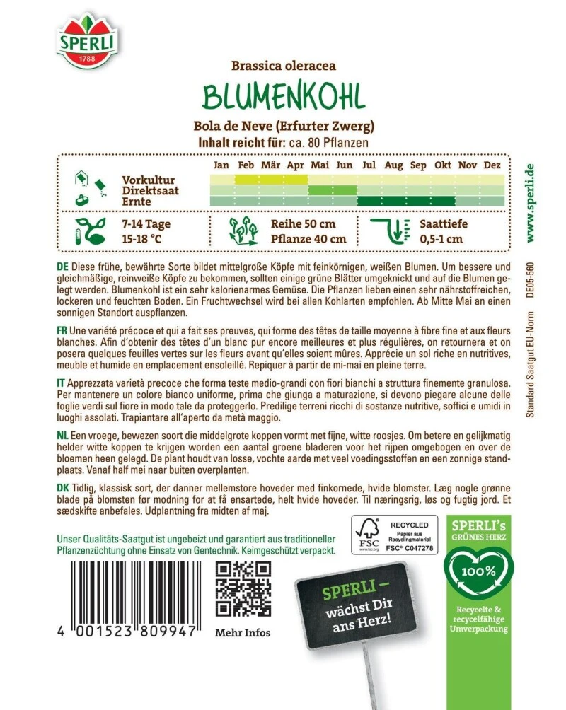 Blumenkohl Bola De Neve (Erfurter Zwerg) – Bild 2