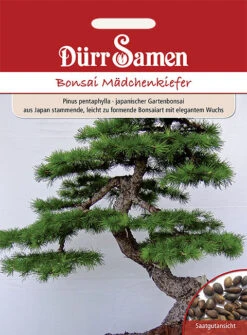 Bonsai-Samen Mädchen-Kiefer