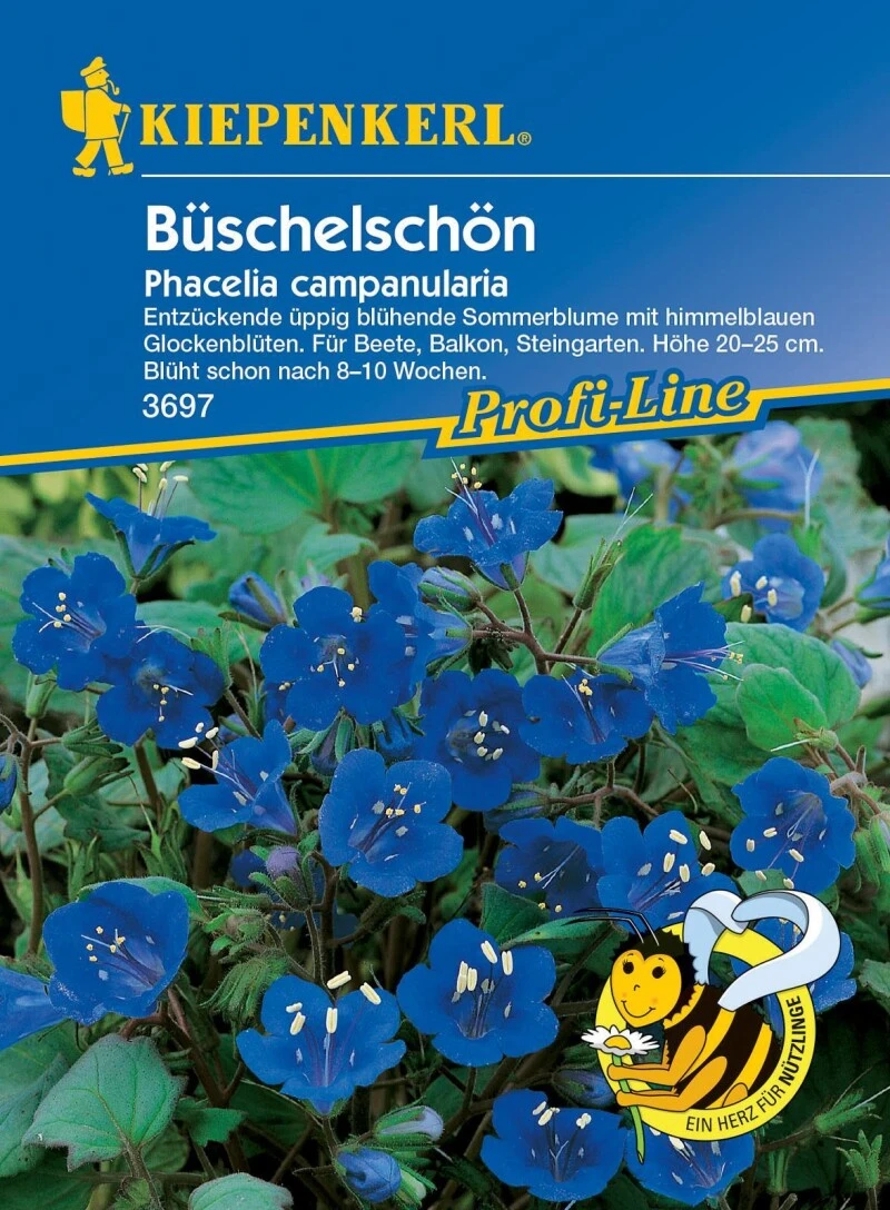 Büschelschön, Beliebte Gartenpflanze Mit Intensiv Blauen Blüten, Für Balkonkästen Und Kübel Geeignet