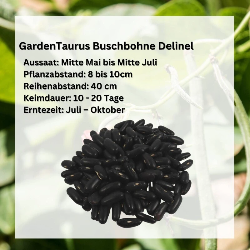 GardenTaurus® Buschbohne Delinel (Filetbohne) Besonders Reichtragend, Unempfindlich Gegen Viele Krankheiten – Bild 3