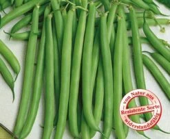 Buschbohnen Faraday (Verbesserung Für Holl. Prinzess) Grosspackung