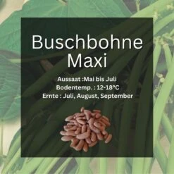 Buschbohnen Maxi Langhülsig GardenTaurus