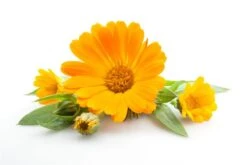 Calendula Officinalis (Wildform) 100g