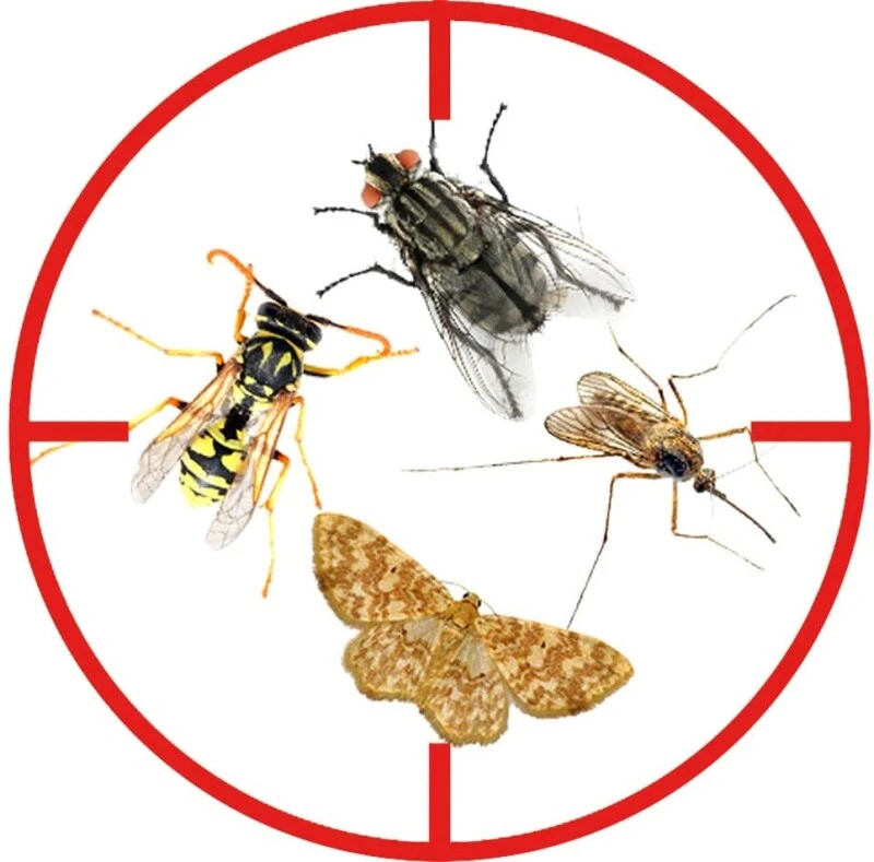 Celaflor Insektenspray 400ml Zur Gezielten Bekämpfung Von Fliegendem Ungeziefern – Bild 4