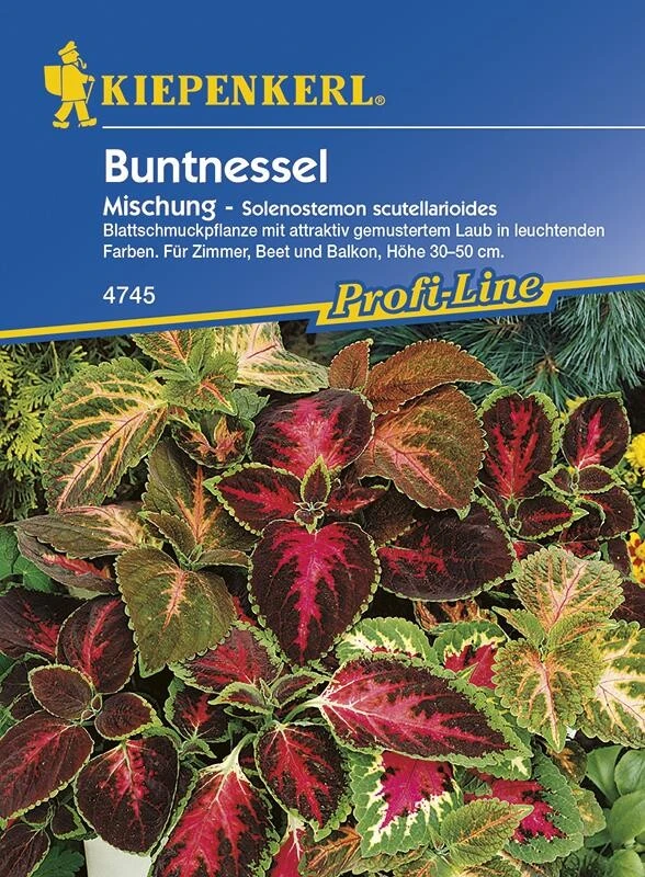 Coleus X Blumei Buntnessel