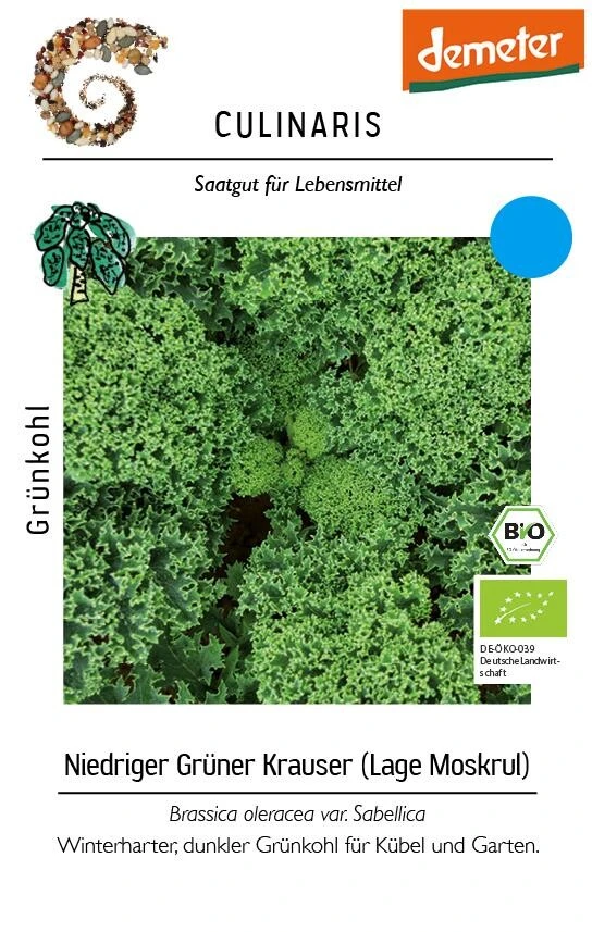 Grünkohl Niedriger Grüner Krauser Samenfeste Sorte – Bild 2