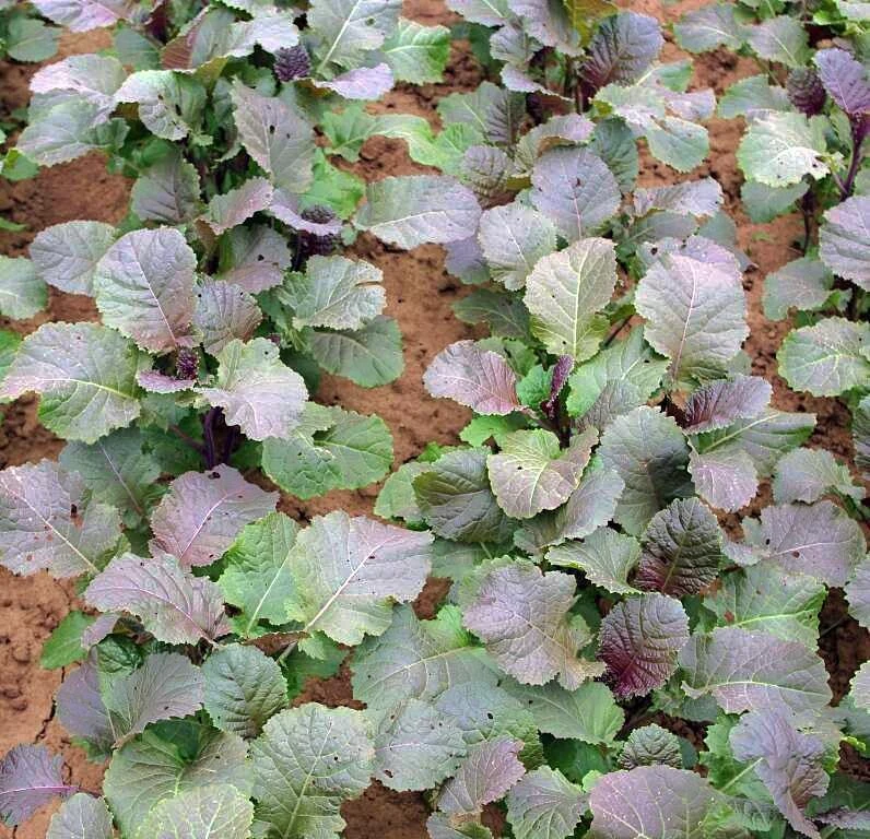 Abessinischerer Kohl Carina Trockenheitsverträglich – Bild 2