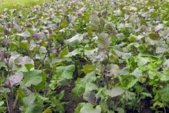 Abessinischerer Kohl Carina Trockenheitsverträglich