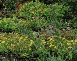 Dachbegrünung Kräutermix 1kg