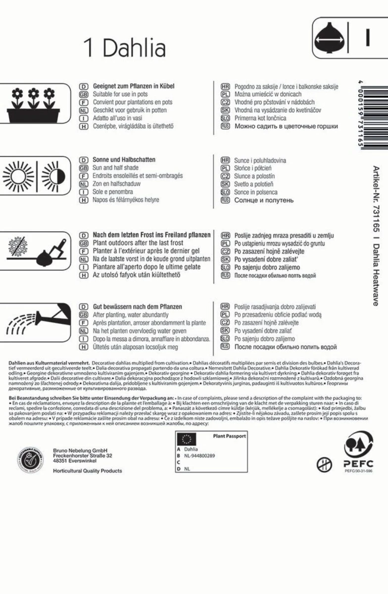 Beet- & Kübel-Dahlie Heatwave, Blumenzwiebel Von Kiepenkerl – Bild 2