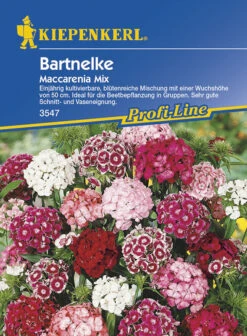 Dianthus Barbatus Bartnelke Maccarenia Mix