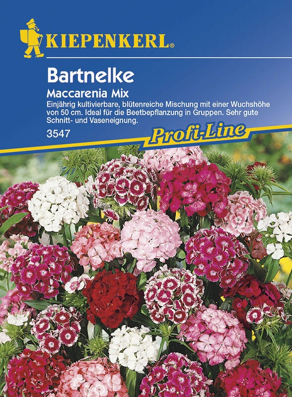 Dianthus Barbatus Bartnelke Maccarenia Mix