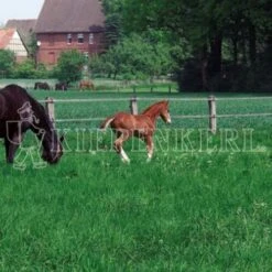 DSV Country-Horse 2117 Pferdegreen 10kg