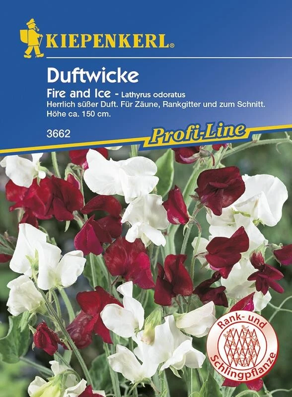 Duftwicken Fire And Ice |attraktives Duett An Zäunen, Gittern Oder Als Schnittblume – Bild 2
