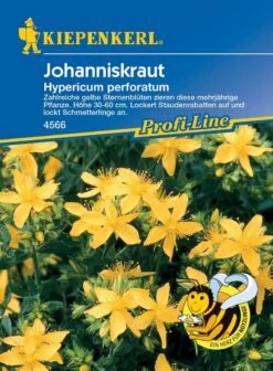 Echtes Johanniskraut, Wegen Seinem Einsatz In Der Homöopathie Sehr Bekannt Und Beliebt, Höhe Von 30-60 Cm, Mehrjährige Blühstaude