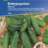 Einlegegurken Traubengurken Diamant Parthenocarp Tolerant