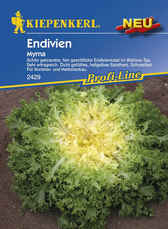 Endivie Myrna – Bild 2