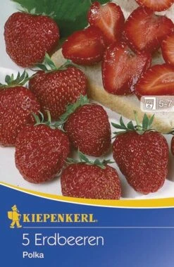 Erdbeere Polka Staude