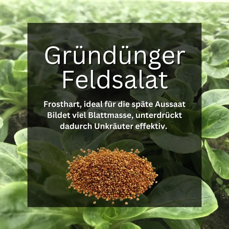 GardenTaurus® Gründünger Feldsalat, 25 - 400m², Viel Blattmasse, Essbar – Bild 4