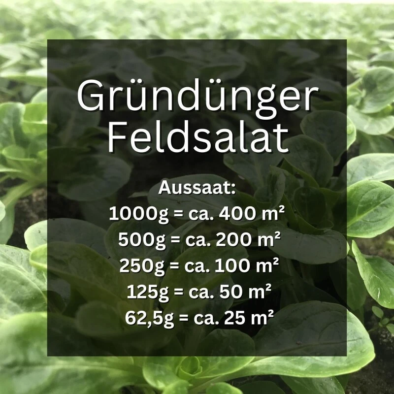 GardenTaurus® Gründünger Feldsalat, 25 - 400m², Viel Blattmasse, Essbar – Bild 2