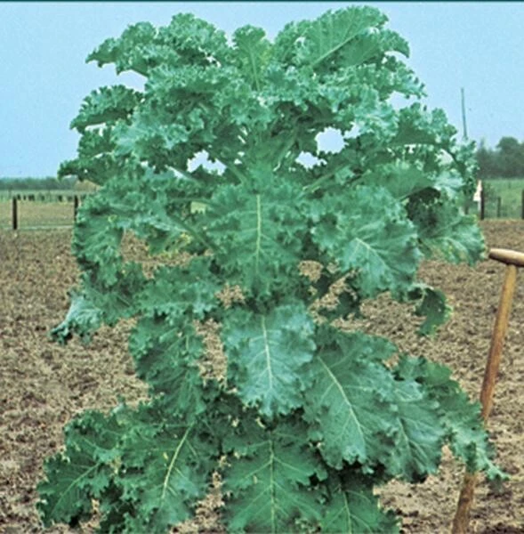 Futterkohl Furchenkohl Westfälischer Dauerkohl 500gr – Bild 2