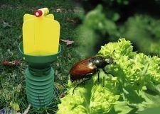 Gartenlaubkäferfalle Zur Bekämpfung Des Gartenlaubkäfers