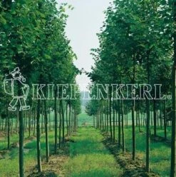 Gehölzuntersaat Mehrjährig DSV 85010kg