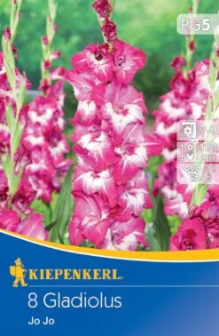Großblumige Gladiole Jo Jo, 8 Stück Blumenzwiebeln Von Kiepenkerl