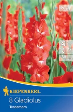 Großblumige Gladiole Traderhorn, 8 Stück Blumenzwiebeln Von Kiepenkerl