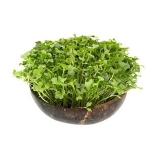 Grow-Grow Nut, Nachfüllpaket "The Mikro Greens", 3x Bio-Saatgut (Kresse, Mizuna Und Rotkohl) + 3x Kokoserde-Ziegel – Bild 5