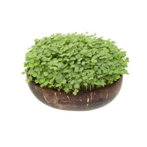 Grow-Grow Nut, Starterpaket, 1x Kokosnuss-Schale + 3x Bio-Saatgut (Brokkoli, Radieschen & Rucola) + 3x Kokoserde-Ziegel – Bild 5