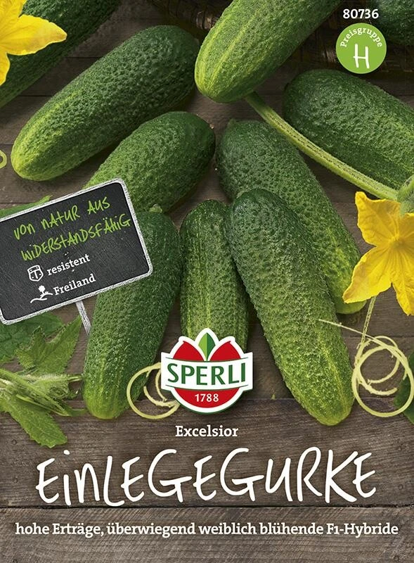 Gurke Excelsior F1 (verb. Für Cubella) Ausgezeichnete Bitterfreie Einlegegurke