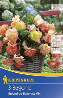 Hängende Knollenbegonie Splendid Ballerina Mix