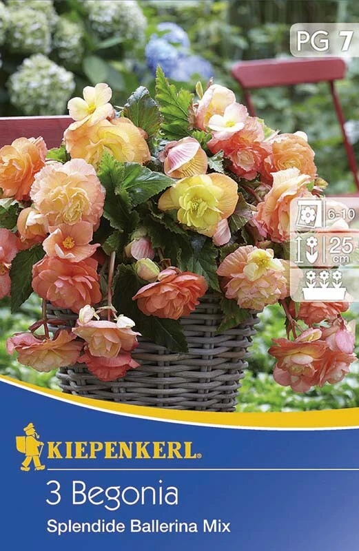 Hängende Knollenbegonie Splendid Ballerina Mix